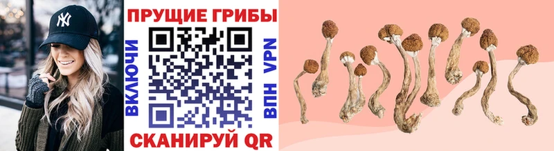 Псилоцибиновые грибы Psilocybine cubensis  мега tor  Куртамыш 